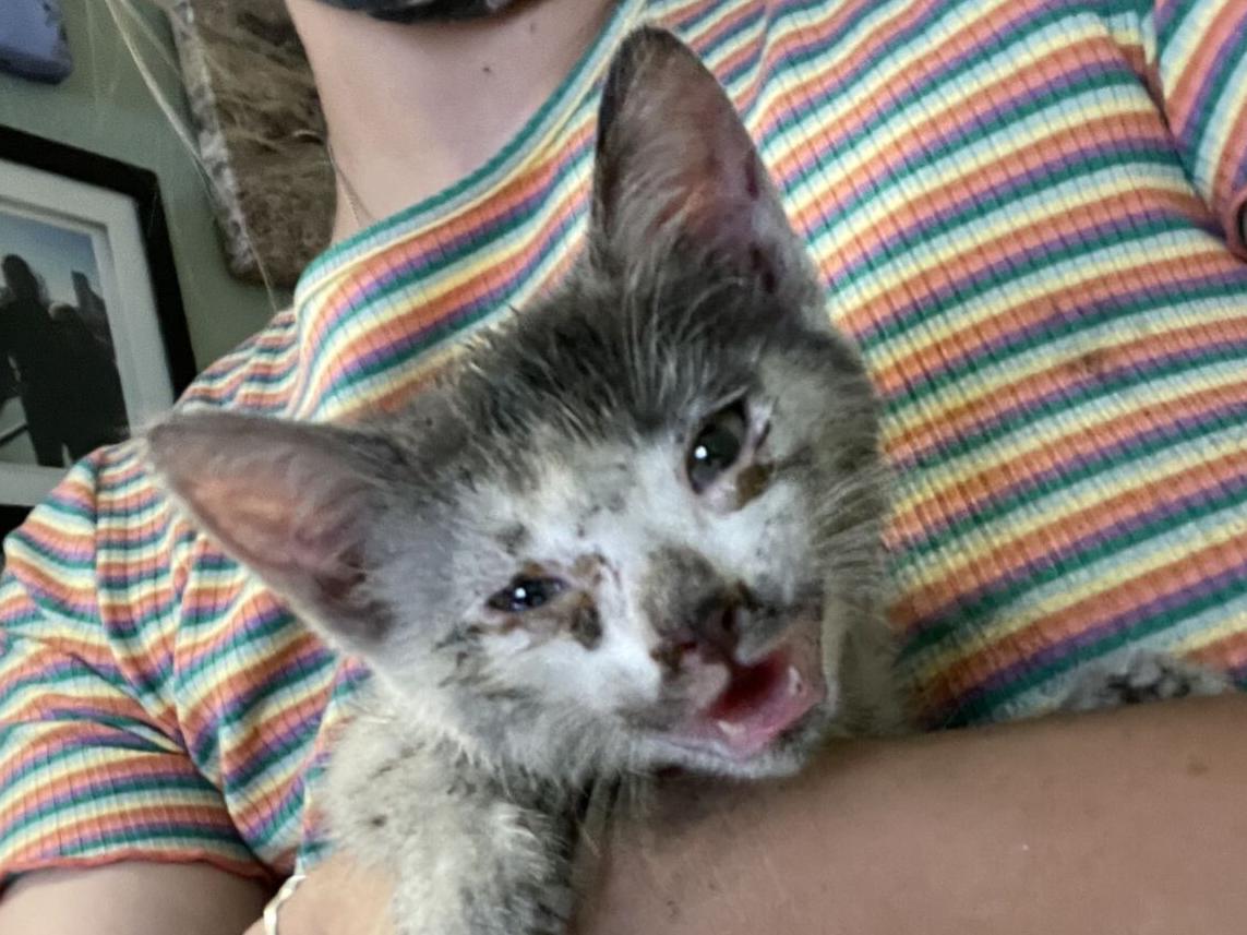 Stowaway kitty survives wild ride to Napa
